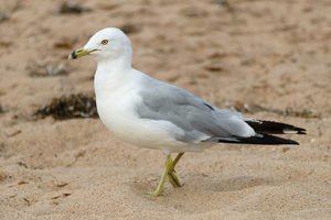 Seagull walking on beach sand