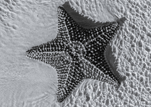 Giant starfish in black and white