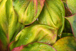 Wet Jungle Leaves closeup