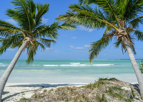 Cuban beach with 2 palmtrees Print