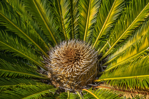 tropical plant center Print