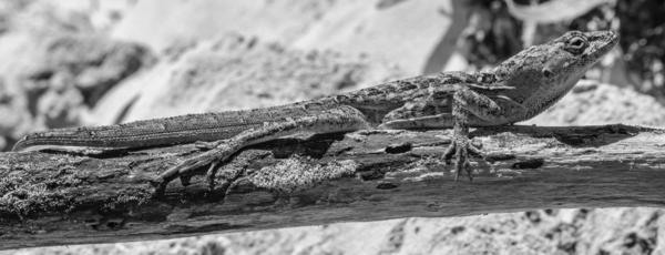Cuban brown anole in black and white Print