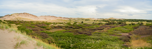 Greenwich dunes and wetlands Print