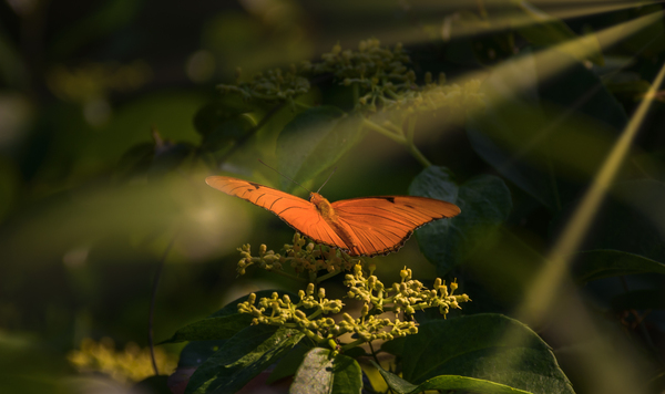 orange butterfly sunrays Print