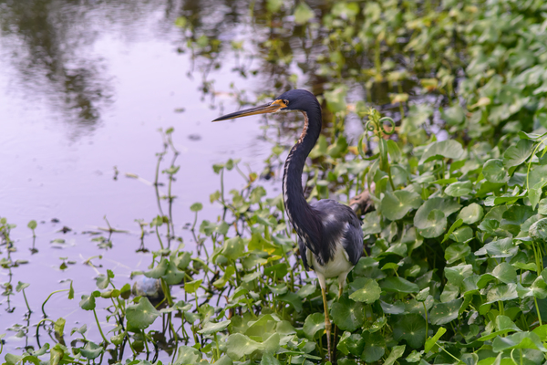 dominican black & white herring Print