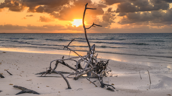 Caribbean driftwood sunset Print