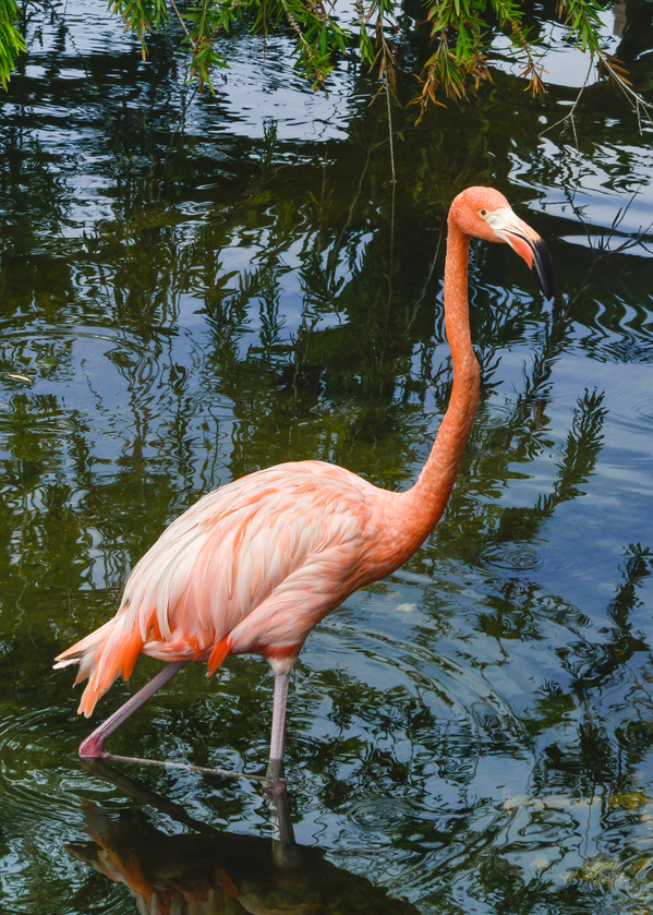Pink flamingo in pond Print