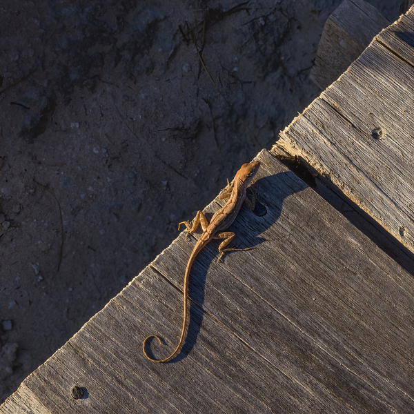Gecko Anole on boardwalk Print