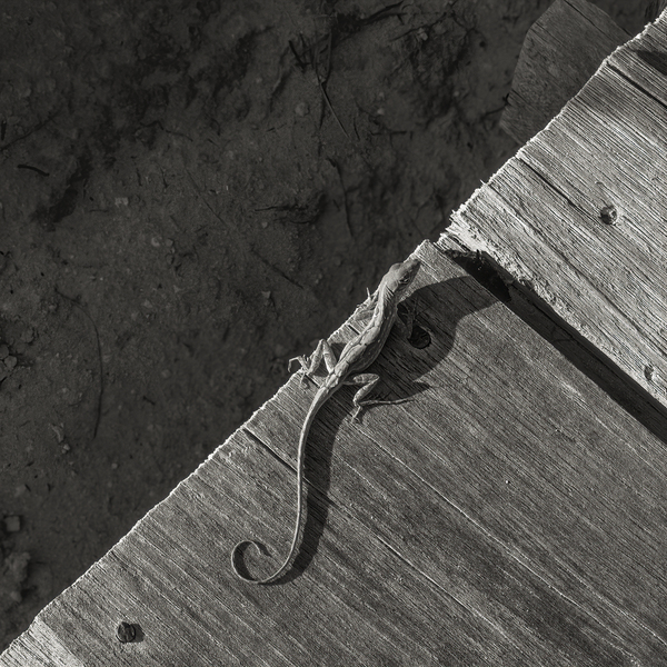 Gecko Anole on boardwalk in BW Print