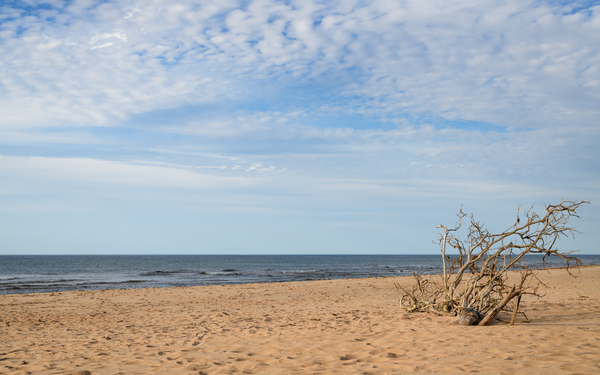 Greenwich driftwood art 3 Print