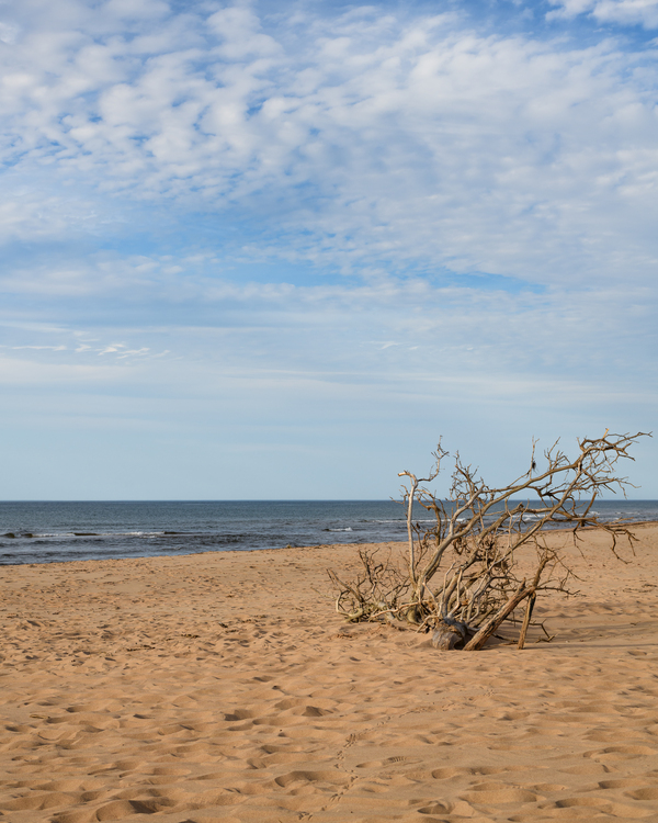 Greenwich beach driftwood art 4 Print