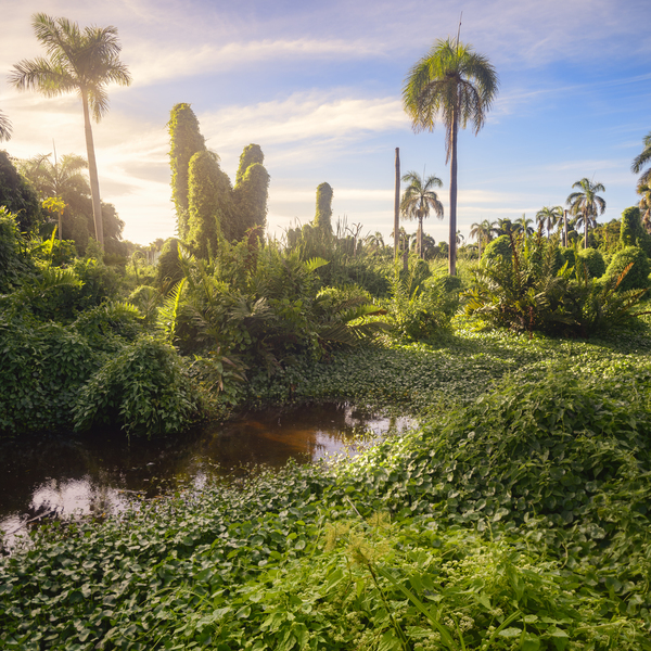 Jungle Garden Dominican Print