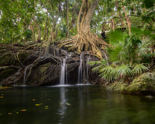 jungle tree waterfall 2 Print