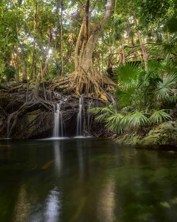 jungle tree waterfall Print
