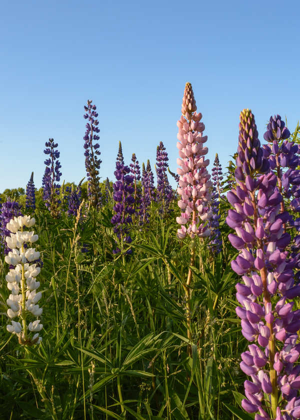 Colourful Lupins in Bloom 4 Print