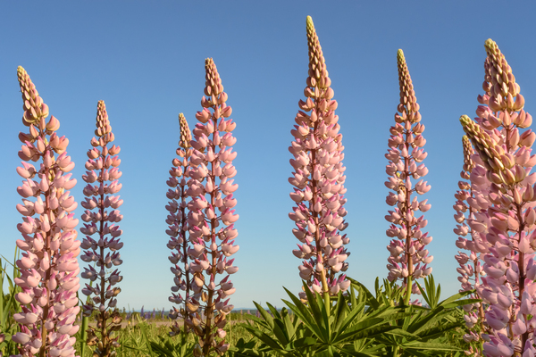 Colourful Lupins in Bloom 5 Print