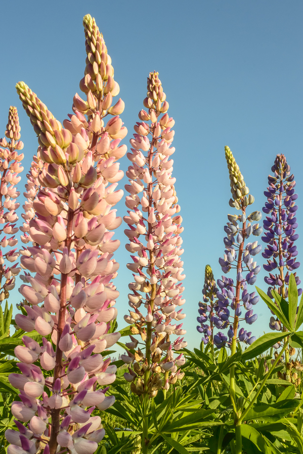 Colourful Lupins in bloom Print