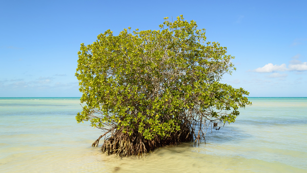 Mangrove on Cuban beach 2 Print