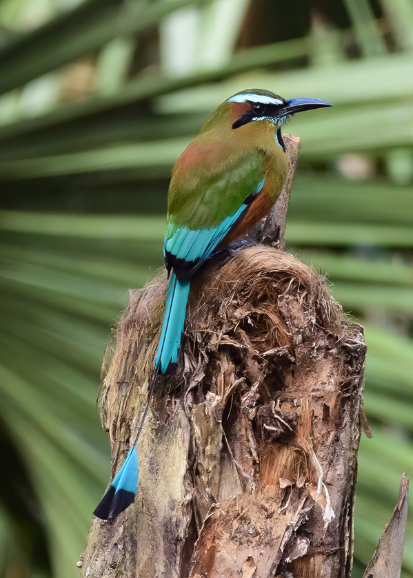 Mot Mot  Clock bird 2 Print