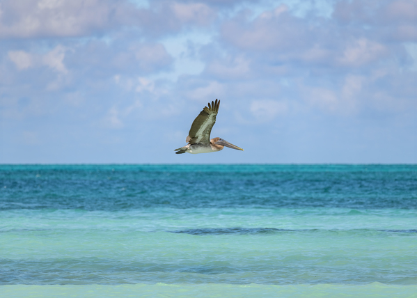 Pelican Cuban 12 Cuba Print