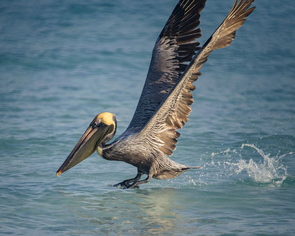 Cuban pelican splash Print