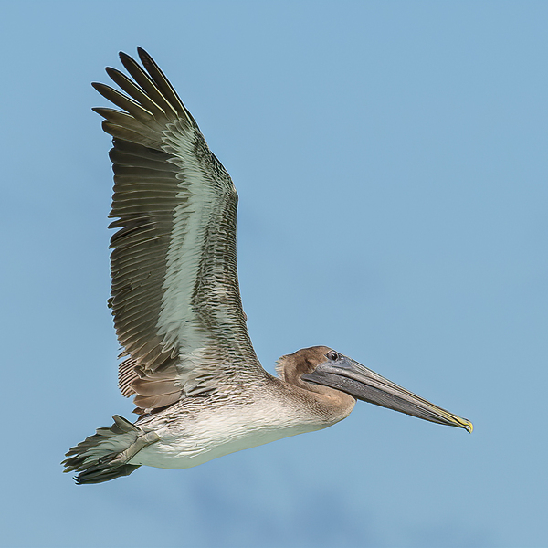 Pelican Cuban 15 Print