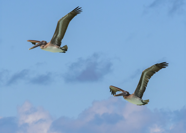 Two Cuban Pelicans in flight 2 Print