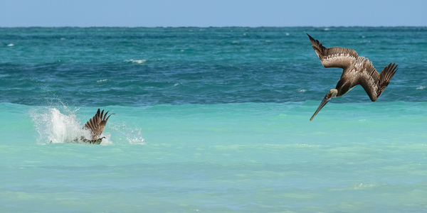 Cuban Pelican Dive 3 Print