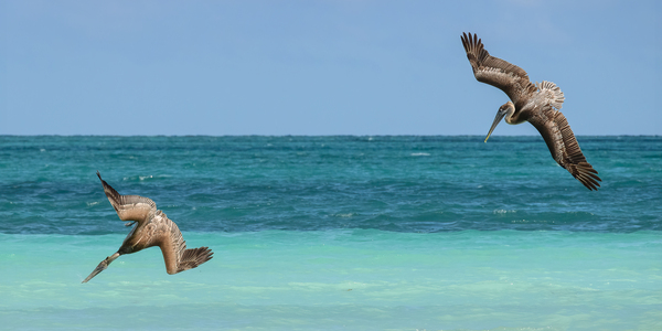 Pelican Cuban 4 Cuba Print