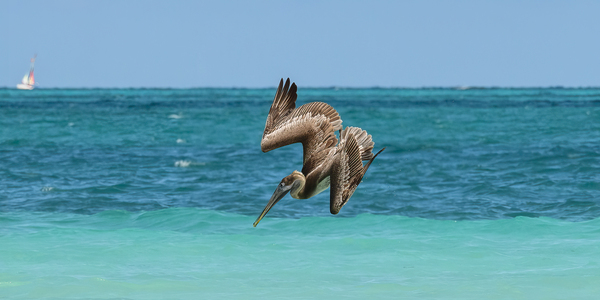 Pelican Cuban 5  Cuba Print