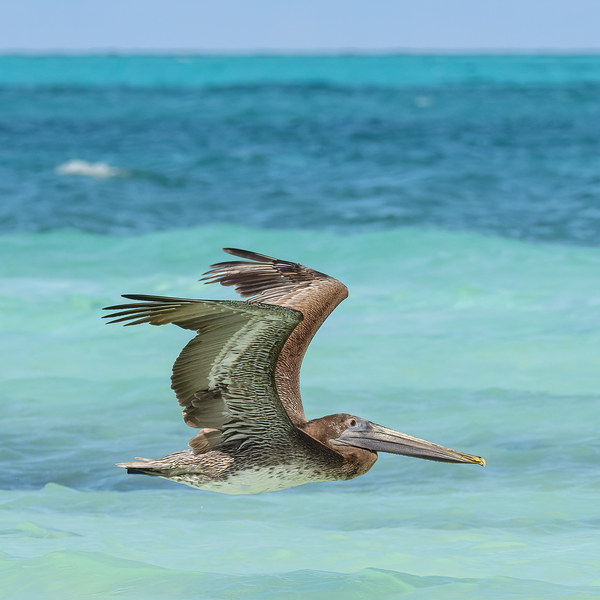 Pelican Cuban 7 Print