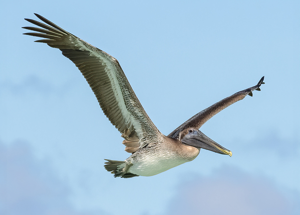 Pelican Cuban - 9 Print