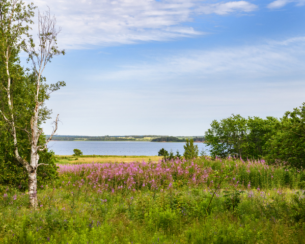 Prince Edward Island field view with ocean Print