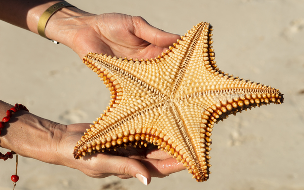 Starfish in womans hands Print