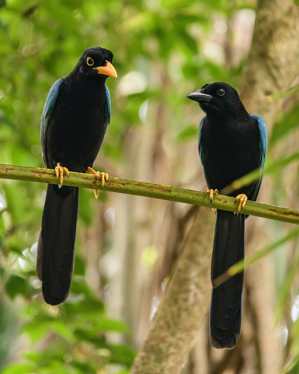 Two Yucatan Blue Jays Print
