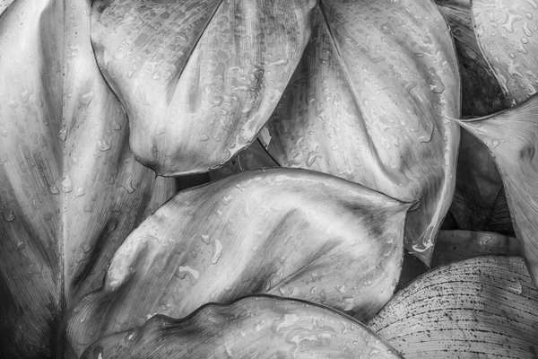 Wet Jungle Leaves closeup BW Print