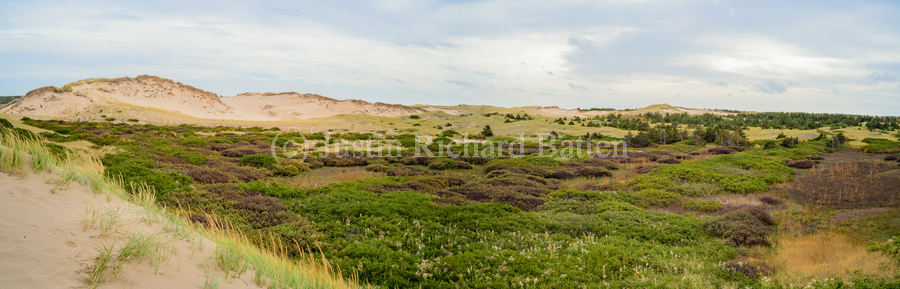 Greenwich dunes and wetlands  Print