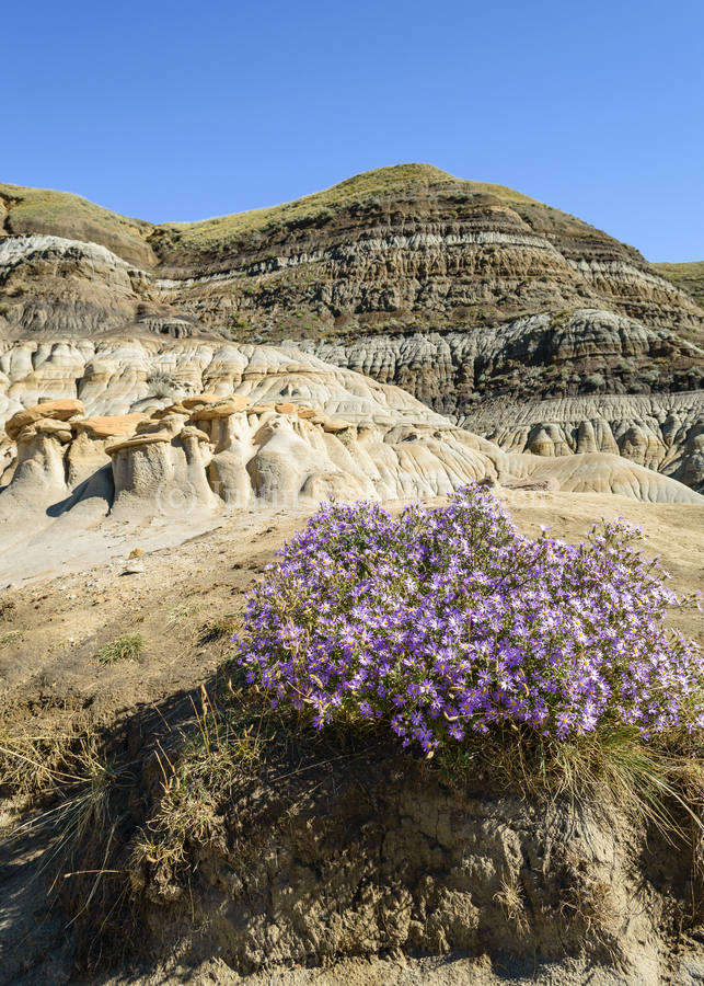 Hoodoos rocks with purple flowers  Print