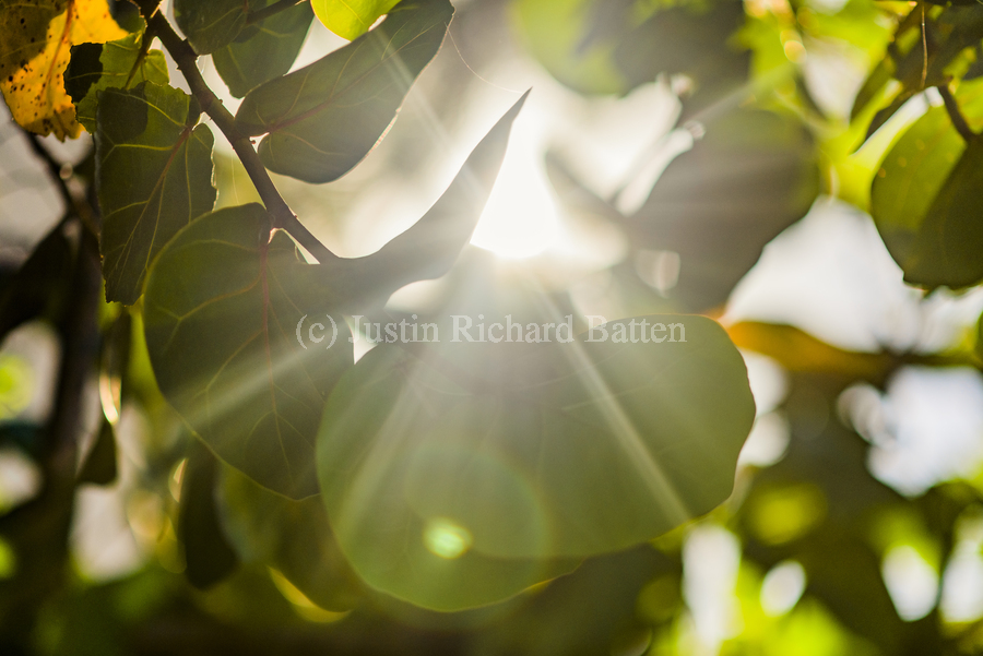 sun rays through leaves  Imprimer