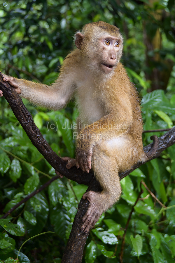 thai monkey 3  Print