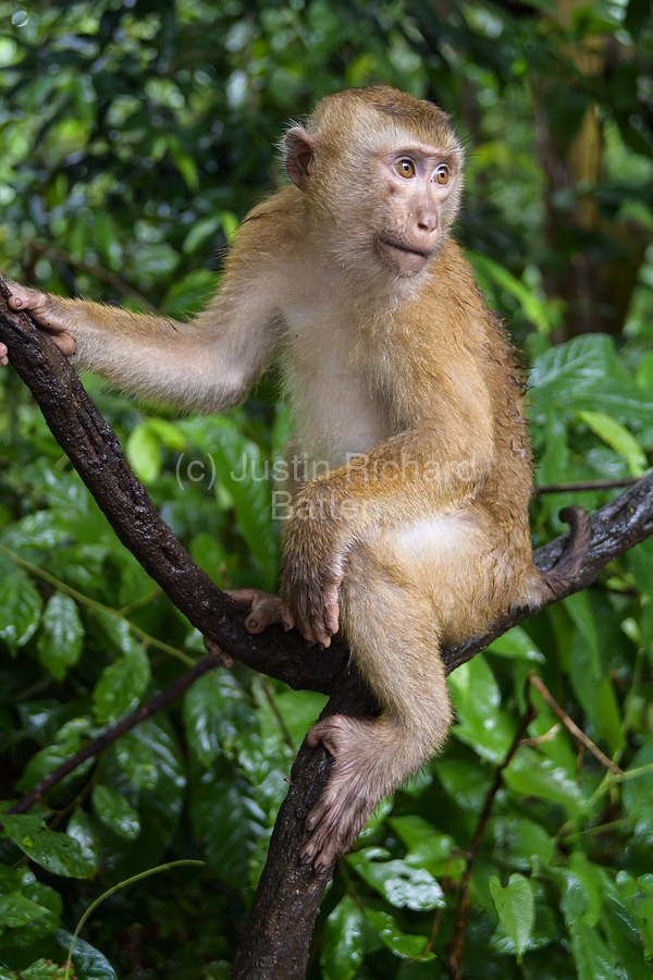 thai monkey 4  Print