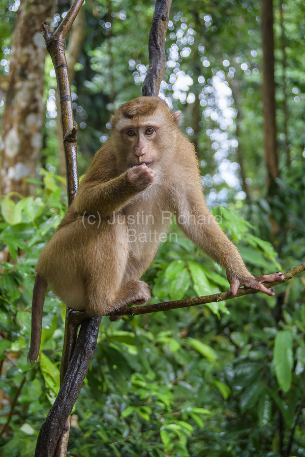 thai monkey 6  Imprimer