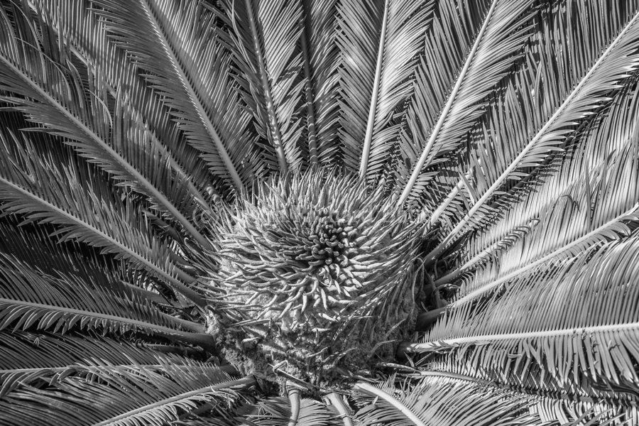 tropical plant centre-bw  Print