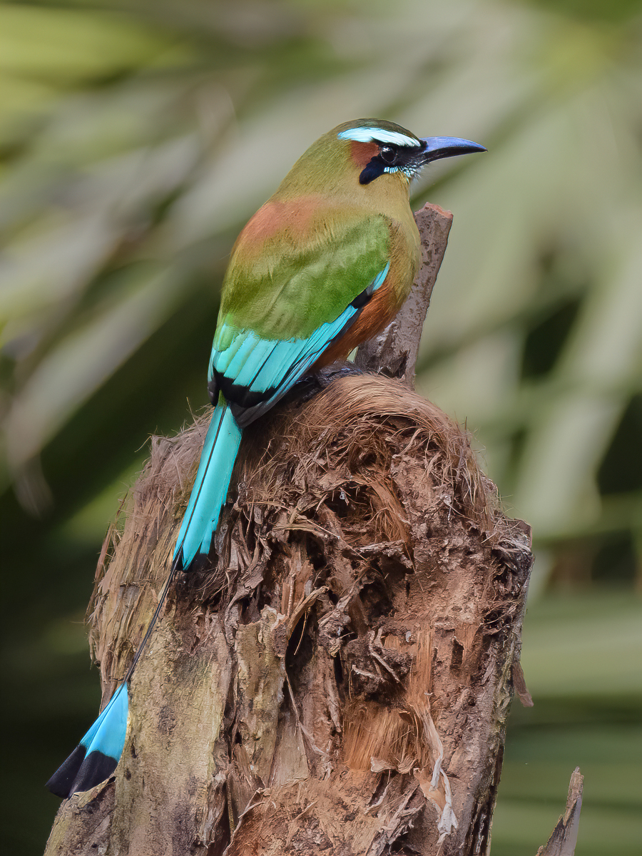 Mot Mot  Clock bird  Print