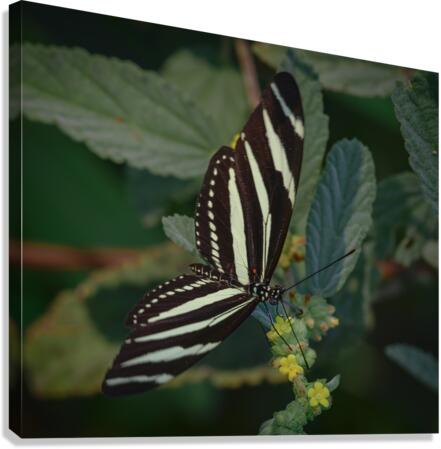 black and white butterfly Canvas Print