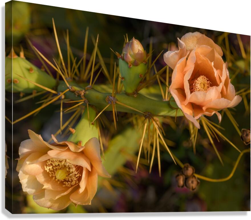Cuban cactus flower bloom Canvas Print
