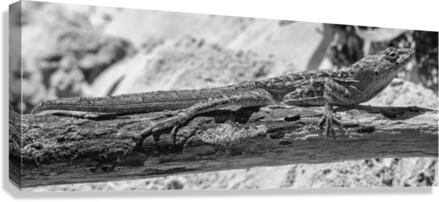 Cuban brown anole in black and white Canvas Print