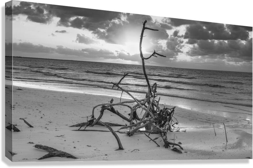 driftwood sunset bw Canvas Print