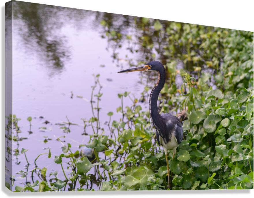 dominican black & white herring Canvas Print