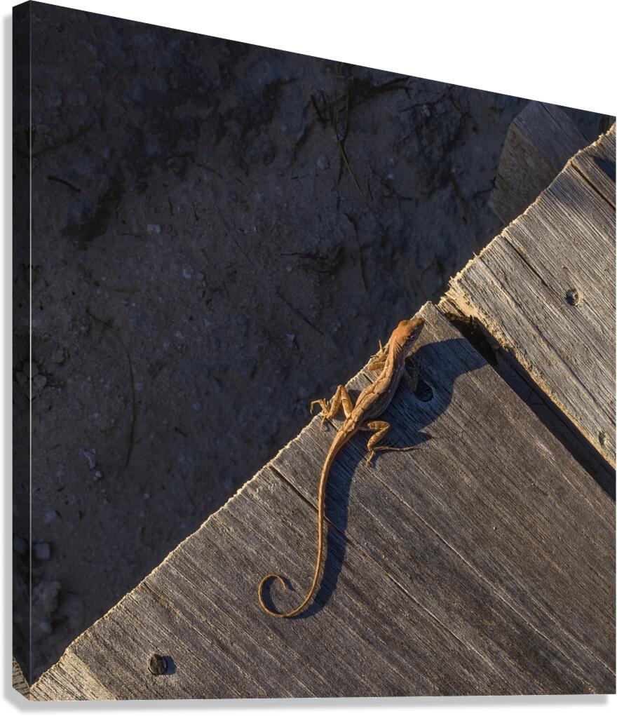 Gecko Anole on boardwalk Canvas Print